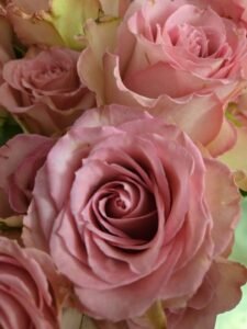 Roses