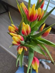 Tulips